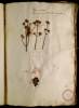  Fol. 19 

Marum ex Creta. Marum Syriacum Lobel. forte et Tabernam. Alcyonii species